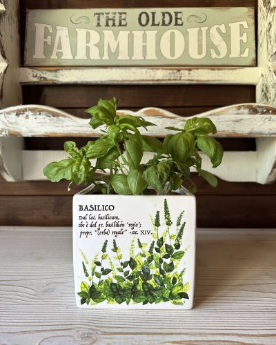 Basilico vaso in ceramica porta piantina aromatica
